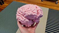 3D Bioprinting to Unveil Secrets of Brain