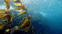 South Australian Seaweed Can Slow Effects of Aging on Skin