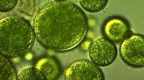 Algae-Based Microrobots Clean Up Plastic Waste 