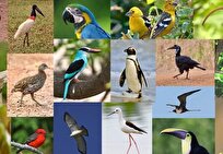 Birders, AI Push Bird Conservation to Next Level