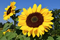 How Sunflowers See Sun