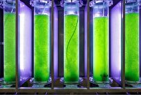 TMU Researcher Produce Energy Drinks from Spirulina Algae