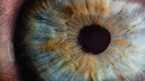 Scientists Determine Molecular Age of Eye