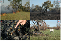 Iranian Researchers Offer New Method to Restore Pastures after Fire