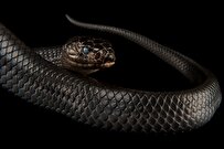 Iran’s Razi Institute Produces Antivenin for Most Venomous Cobra Snake in Iraq
