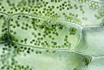 scientists-discover-new-type-of-cell-in-plants