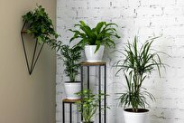 How Plants ‘Talk’ through Air