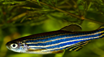 Iranian Scientists Find More Similarities between Genes of Human, Zebrafish