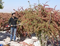 Iranian Researcher’s Invention Increases Barberry Production by 30%