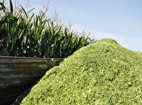 Iran-Made Bacterial Product Maintains Quality, Boosts Shelf Life of Silage Fodder