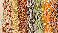 Iranian Specialists Increase Efforts to Produce More Hybrid, Summer Crops Seeds