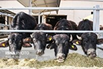 Quick Treatment of Mastitis with Iranian-Made Nano-Sanitizer