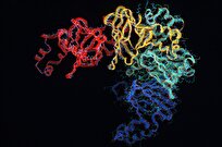 Researchers Capture How Genes Fold, Work