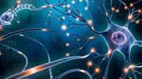 Mature ‘Lab Grown’ Neurons Hold Promise for Neurodegenerative Diseases Like Alzheimer’s