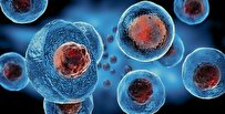 Study Uncovers Mechanisms of Reactive Oxygen Species in Stem Cell Function