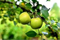 Iran One of First Places of Wild Apples, Goats Domestication