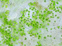 Exciting Possibilities: New Species of Microalgae Discovered