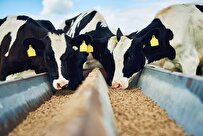 Iranian Knowledge-Based Firm Produces Yeast Extract for Livestock, Poultry Feed
