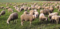 Iranian Researcher Uses Nanotechnology to Improve Fertility in Sheep