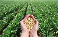 Scientists Develop Organic Nitrogen Fertiliser to Enhance Agriculture Production