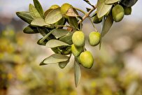 Iranian Researchers Increase Productivity in Olive Farms