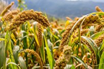 Chinese Scientists Decipher Genome Secrets of Foxtail Millet