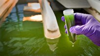 Islamic Azad University’s Science, Technology Branch Finds New Way for Microalgae Synthesis, Wastewater Treatment