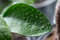 Artificial Leaf Sensor Could Revolutionize Crop Management