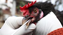 Genetic Change Increase Bird Flu Severity during US Spread