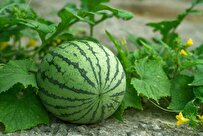 Hybrid Melon Seeds Commercialized in Iran  