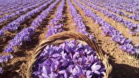 Iranian Researchers in Birjand Begin Mass Production of Saffron Flowers Harvesting Machines