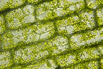 Knowledge-Based Company in Iran Produces Microscopic Algae