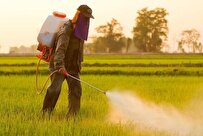 Trichoderma Bio-Fungicides Can Replace Pesticides, Fertilizers in Agriculture