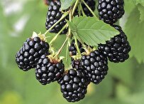 Iranian Researchers Offer New Method to Increase Blackberry Shelf Life