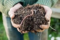 Iranian Researchers Produce Agricultural Pesticides from Soil-Dwelling Bacterium