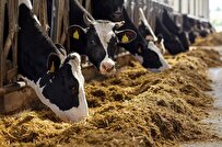Smart Dairy Farming by Iran-Developed Software