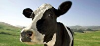 Iranian Company Produces Smart System to Increase Health of Farm Animals