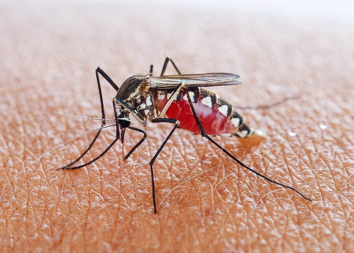 Microwaving an insecticide restores its mosquito-killing power