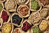 Iranian Scientists Produce, Commercialize Pure Hybrid Seeds
