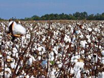 Researchers Find Key Gene for Cotton Yield, Fiber Quality