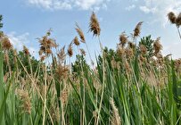 Iranian Researchers Use Native Reed Plant to Purify Urban Waste Leachate