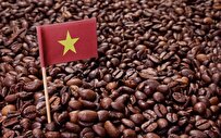 Vietnam's Coffee Exports in 9 Months Exceed Last Year's Turnover