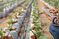 Iran-Made Smart Wireless System Monitors Conditions of Greenhouses, Tissue Culture Halls