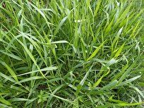 iranian-researchers-grow-african-grass-with-little-water-consumption