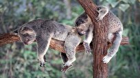 10 Species Identified as at Serious Risk of Extinction in Australia