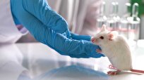 U.S. Researchers Develop Mouse Models Revealing COVID-19 Infection