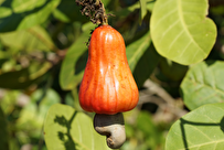 Cote d'Ivoire Expects Investors to Explore Cashew Industry