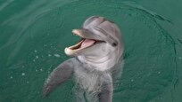 New Research Reveals Dolphins Smile to Signal for Playtime