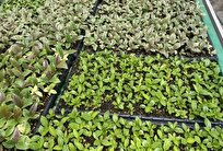 iranian-firm-produces-vegetative-rootstocks-without-fertilizer-pesticide-with-20-year-lifespan