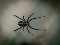 Scientists Unveil Deadly Secret of Black Widow Venom